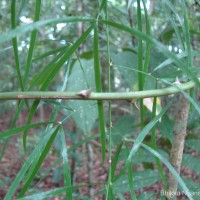 Asparagus falcatus L.